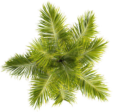 Top view of palm tree
