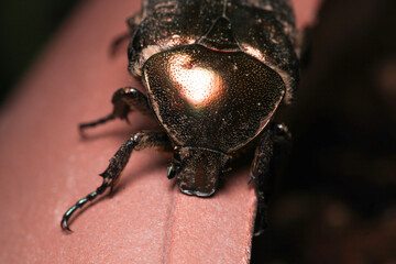 European rose chafer insect macro photo