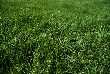 Fototapeta premium green grass background