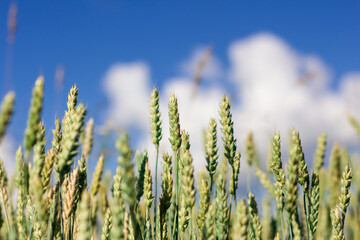 Obraz premium Wheat field image. View on fresh ears of young green wheat and on nature in spring summer field