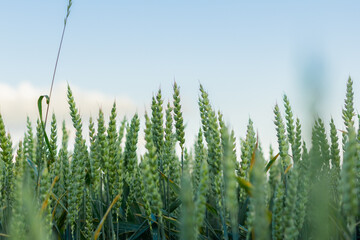 Ears of young green wheat. Amazingly beautiful endless fields of green wheat.