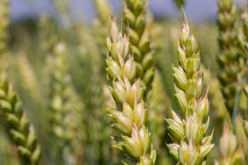 Ears of young green wheat. Amazingly beautiful endless fields of green wheat.