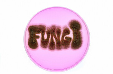 A microbiological culture Petri dish with fungi