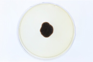 A microbiological culture Petri dish with fungi