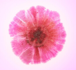A microbiological culture Petri dish with fungi