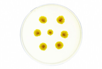 A microbiological culture dish where some yellow colonies of bacteria are growing