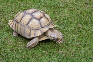 Big Sulcata Tortoise or turtle walking in the lawn.