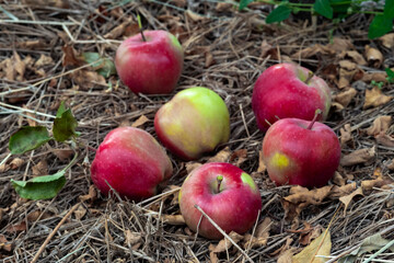Ripe red apples lie on the ground in the autumn garden.