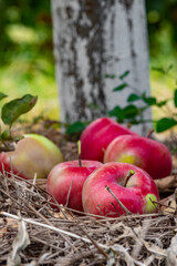 Ripe red apples lie on the ground in the autumn garden.