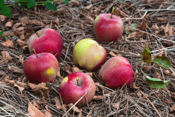 Ripe red apples lie on the ground in the autumn garden.