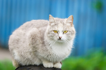 Cat sits on the fence.