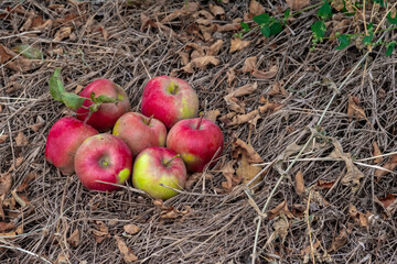 Ripe red apples lie on the ground in the autumn garden.