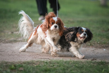 Beautiful thoroughbred Cavalier King Charles Spaniel on a walk on the grass.