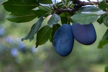 Ripe blue plums on a branch in the orchard.