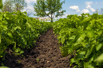 Fototapeta na wymiar View of rows of green young potatoes in spring. Selective focus.