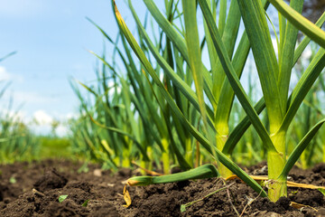 Garlic planted in a row in the garden.