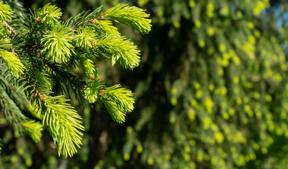 Close-up of young spruce needles