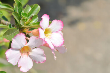 Desert rose,  APOCYACEAE or Adenium obesum or Mock Azalea or Pinkbignonia or Impala lily