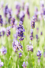Lavender flower blooming scented field. Bright natural background.
