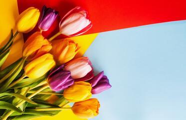 tulips on a red and blue background. the view from the top. with space for text