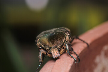 European rose chafer insect macro photo