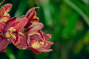 Cymbidium Mini Red Beauty By Tarugu
