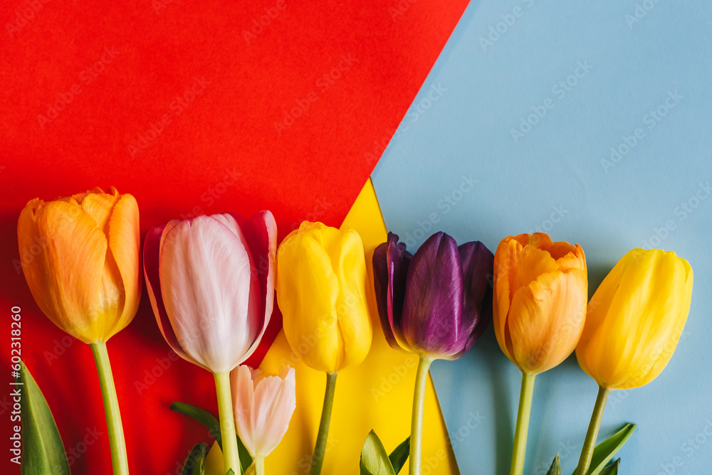 Wall mural tulips on a red and blue background. the view from the top. with space for text