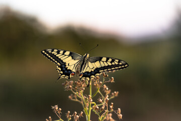 butterfly on a flower