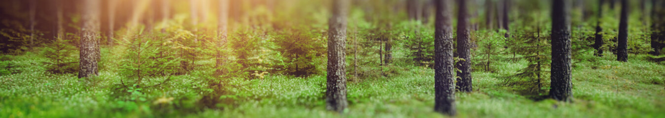 Panorama forest bokeh background