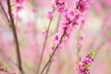 Fototapeta premium 梅の花