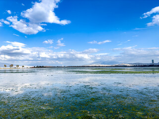 An intertidal zone covered with seagrass during low spring tide in İnciraltı, İzmir, Türkiye...