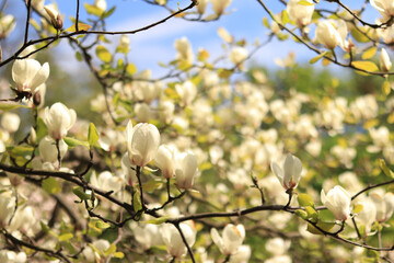 White magnolia flowers. Magnolia in full bloom, selective focus. Spring background of blossoming tree