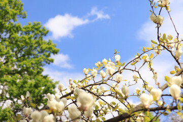 White magnolia flowers against a blue sky. Magnolia in full bloom, selective focus. Spring background of blossoming tree