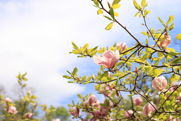 Magnolia flowers against the blue sky, spring background