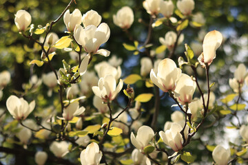 White magnolia flowers. Magnolia in full bloom, selective focus. Spring background of blossoming tree