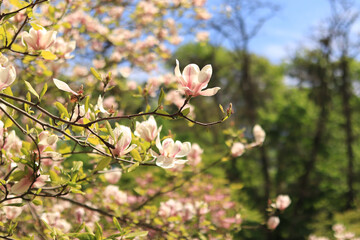 Magnolia blossom in the park. Pink and white flowers, natural background. Blooming tree