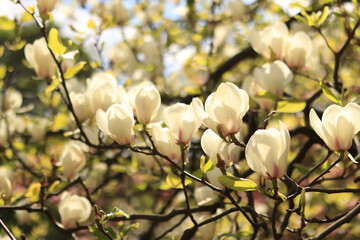 White magnolia flowers. Magnolia in full bloom, selective focus. Spring background of blossoming tree