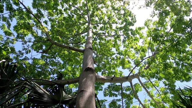 Discover Mexico's tropical rainforest with tilted footage of Ceiba tree. Bottom-up view from trunk to crown, perfect for nature and travel projects.