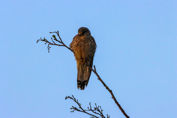 A beautiful animal portrait of a Kestrel perched on a tree early in the morning
