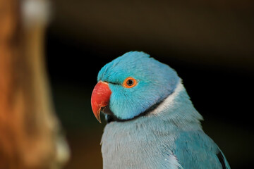 Blue head lovebird (Agapornis).