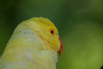 Rose lovebird looks back (Agapornis).