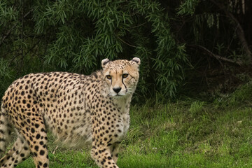 Cheetah in front of the bush.