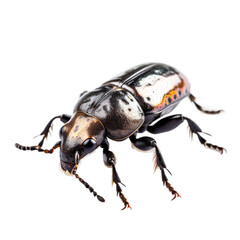 bug isolated on white, close up insect Generative AI
