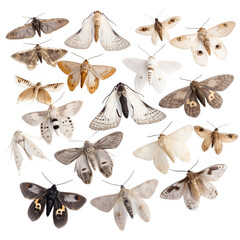 collection of butterflies isolated on white, insects Generative AI