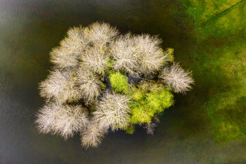Aerial view of a group of trees growing in a lake near the shore (Gruentensee, Wertach, Bavaria, Germany)
