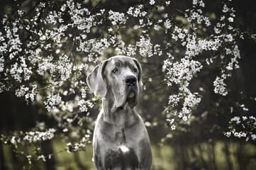 grey great dane dog portrait in front of a blooming tree