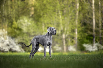 young great dane dog posing outdoors on grass