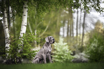 great dane dog sitting under a tree in spring