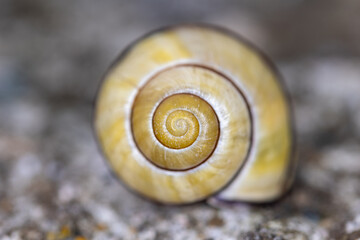 Schnecke
