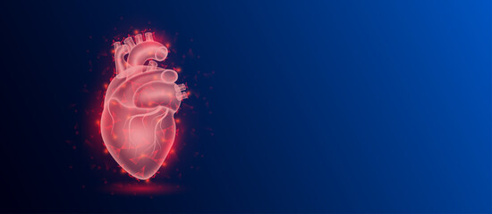 Human heart anatomy red translucent low poly triangles on dark blue background. Futuristic glowing organ hologram and copy space for text. Medical and science concept. Banner design vector.